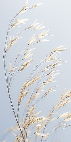 Panicle ripe Oats Art Print