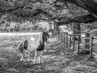 Horse in a farm Art Print