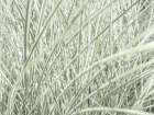 Silver Maiden Grass Art Print