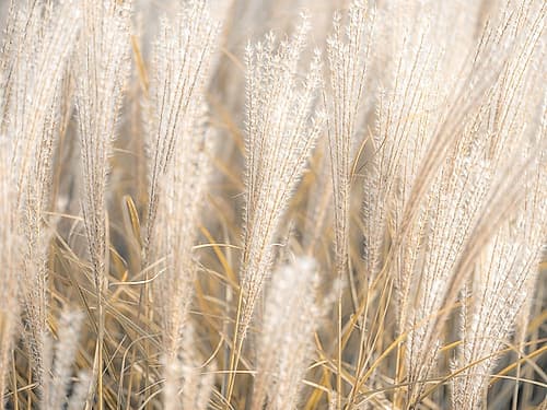 Japanese Silver Grass Art Print