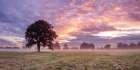 Tree in a filed at sunrise Art Print