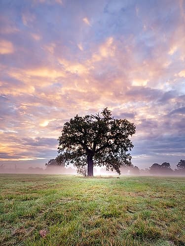 Tree in a filed at sunrise Landscape Print