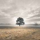 Tree in a filed at sunrise Art Print
