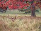 Stag in a field Art Print