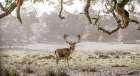 Stag in a field Art Print