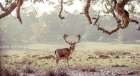 Stag in a field Art Print