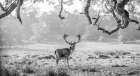 Stag in a field Art Print