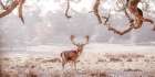 Stag in a field Art Print