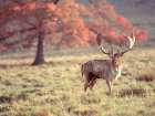 Stag in a field Art Print