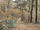Forest path-Lake District Art Print