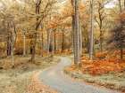 Road through forest Art Print