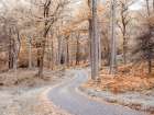 Forest path-Lake District Art Print