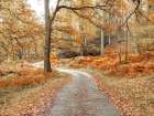 Pathway through forest Art Print