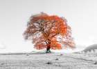 Tree on a hill Art Print