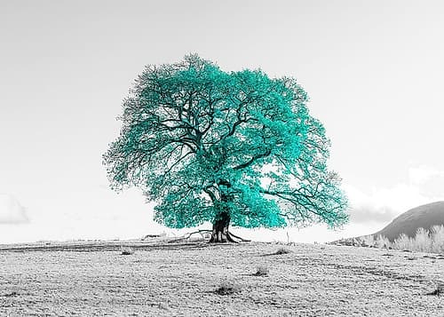 Tree on a hill Landscape Print