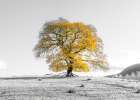 Tree on a hill Art Print
