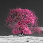 Tree on a hill-pink Art Print
