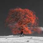 Tree on a hill-orange Art Print