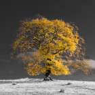 Tree on a hill-yellow-gold Art Print