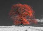 Tree on a hill-orange Art Print
