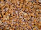 Full frame of foliage on ground Art Print