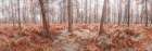 Autumn forest Art Print