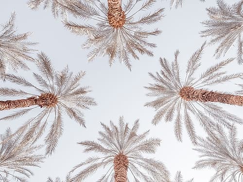 Palm Trees Nature Print