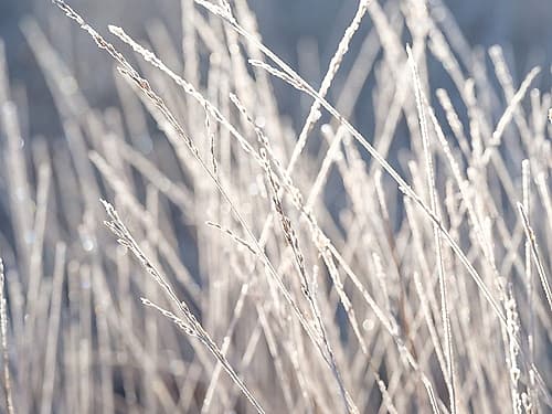 Frost on Grass Nature Print
