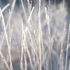 Frost on Grass Art Print