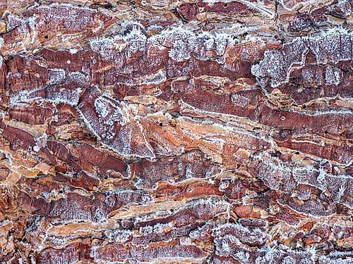 Frost on wood bark Nature Print