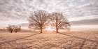 Trees in meadow Art Print