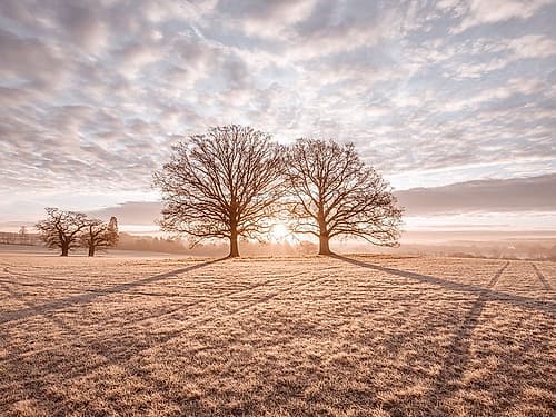Trees in meadow Landscape Print