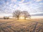 Trees in meadow Art Print