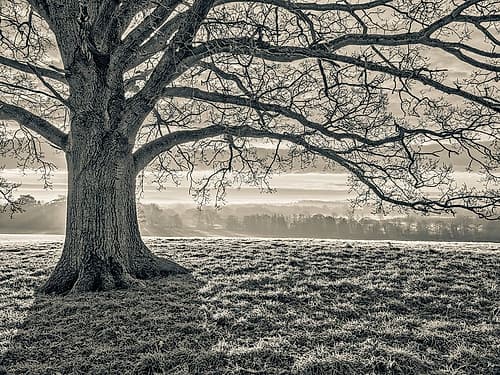 Tree in a meadow Landscape Print
