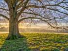 Tree in a meadow Art Print