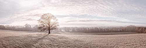 Trees in meadow Landscape Print