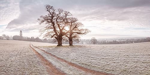 Dirt road through a meadow Landscape Print
