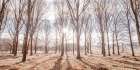 Sun shining through trees Art Print