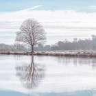Reflection of a tree in a pond Art Print