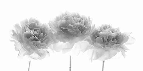 Peonies on white background Art Print