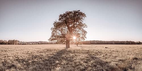 Sun shining through a tree Landscape Print
