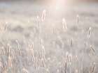 Summer meadow Art Print