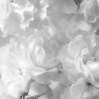 Roses Art Print