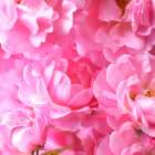 Pink roses Art Print
