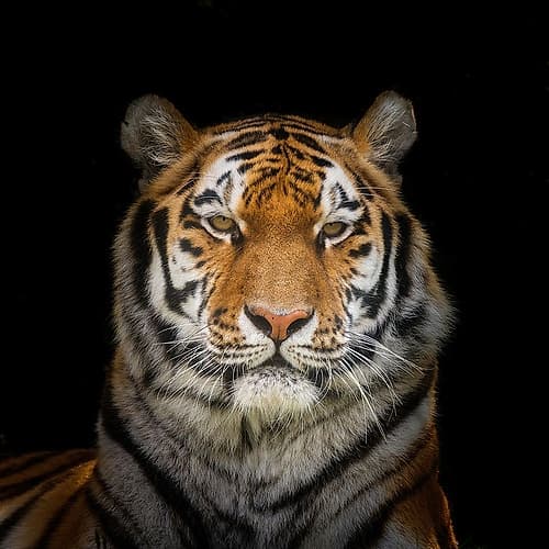 Tiger face Animaux reproduction