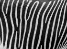 Zebra Skin Art Print