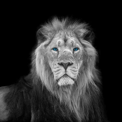Blue eyes lion face Animaux reproduction