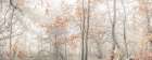 MIsty forest Art Print