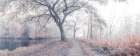 Misty forest Art Print