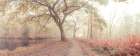 Misty forest Art Print